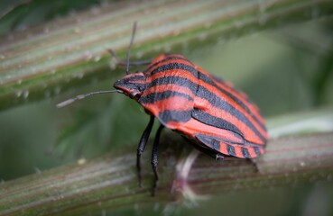 macro shot of a red and black striped  beatle (Graphosoma lineatum) on a plant