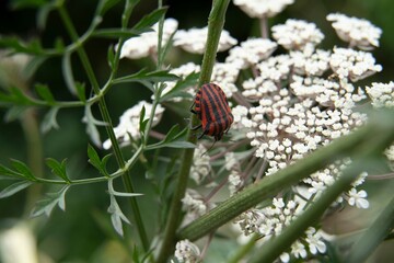 macro shot of a red and black striped  beatle (Graphosoma lineatum) on a plant