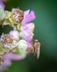 a macro photography of a fly on a plant