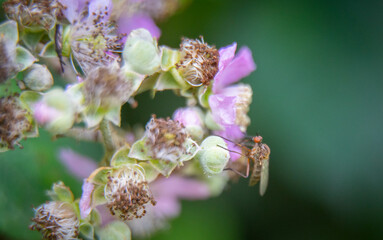 a macro photography of a fly on a plant