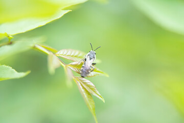 macro photography of a  flying standing on a leaf