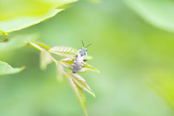macro photography of a  flying standing on a leaf