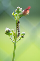 macro photography of a small green caterpillar climbing a plant