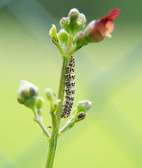 macro photography of a small green caterpillar climbing a plant