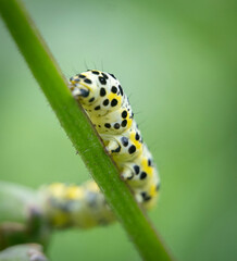 macro photography of a small green caterpillar climbing a plant