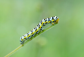 macro photography of a small green caterpillar climbing a plant