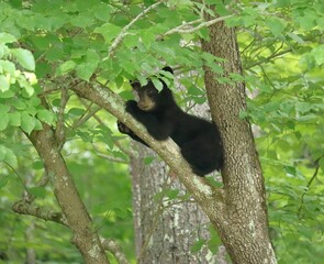 Black Bear Cub Expert Tree Climber Safe and Sound