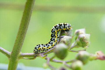 macro photography of a small green caterpillar climbing a plant