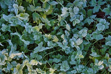 Frosted grass and leaves on ground in winter