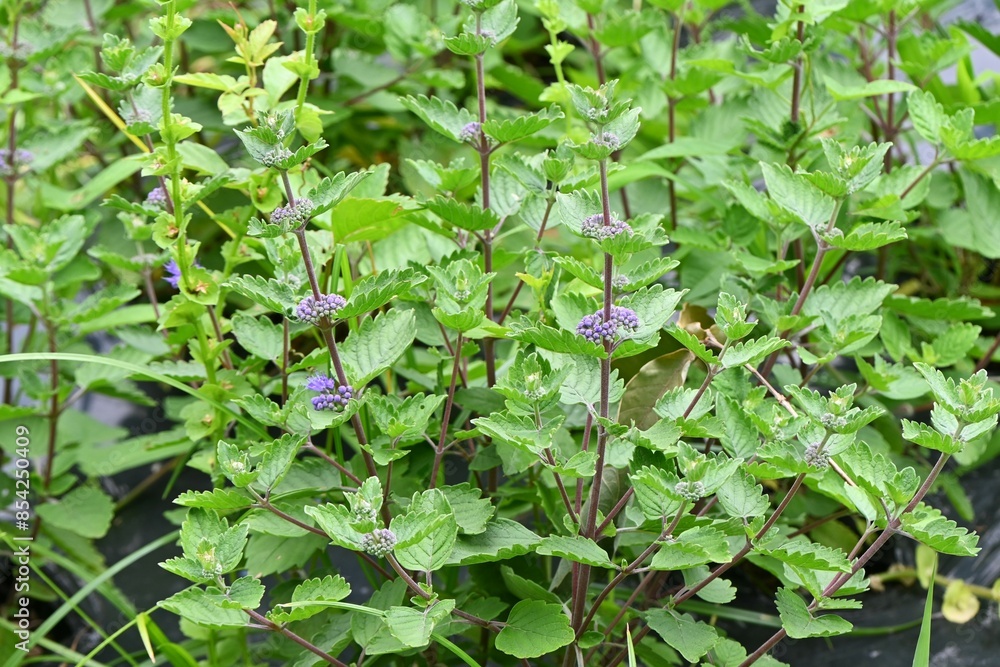 Wall mural caryopteris incana flowers. lamiaceae perennial deciduous plants. cool blue-purple flowers bloom fro