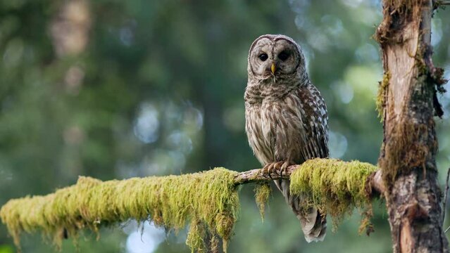 Barred owl (Strix Varia) lifting up its feathers in order to defecate in the Pacific Northwest.