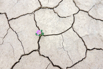 Tiny wildflowers on desert terrain