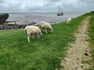 Obraz premium Sheep Grazing