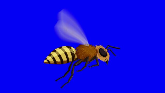 Looped video animation of a bee flying on a blue chroma key background