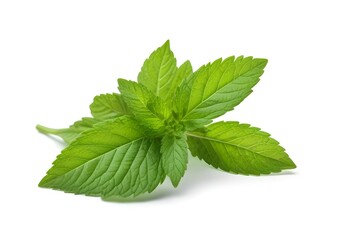 Green Mint Leaf Close-Up - Detailed Texture and Veins of a Fresh Herb Leaf