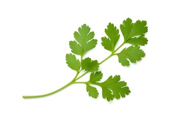Green Parsley Leaves on a White Background - Fresh and Aromatic Herb Display