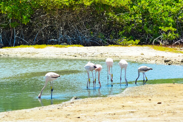 Young flamingos in salina in Bonaire, Caribbean Island.