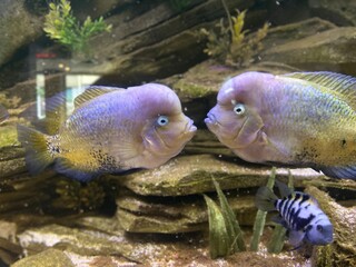 fish in aquarium