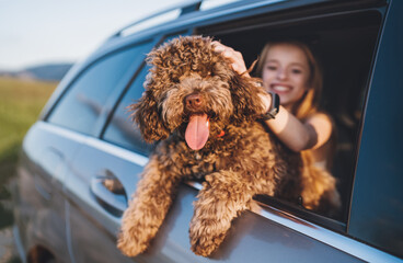 Portrait Fluffy brown Maltipoo dog with smiling little girl looking out from an open car window...