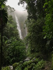 Waterfall in the tropical forest