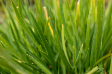 Detailed macro shot of fresh green grass blades. The sharp focus highlights the texture and vibrancy of the grass, creating a refreshing and lively natural scene.