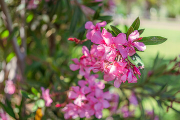 Close-up of pink oleander flowers with a soft bokeh background. The sharp focus on the petals...