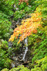 秋の山の中でひときわ目立つ紅葉