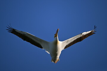 pelican in flight