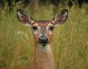 Regal White Tailed deer doe Grazing in the Misty Morning 