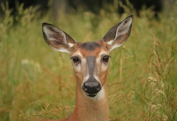 Regal White Tailed deer doe Grazing in the Misty Morning 
