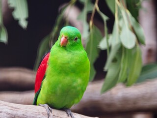 Naklejka premium Sensational vibrant male Red-winged Parrot.