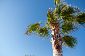 A tall palm tree against a clear blue sky, symbolizing tropical vibes and sunny weather. The scene...