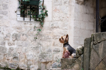 A Yorkshire Terrier dog peers over a stone wall, intrigued by the view of a vine-covered window in...