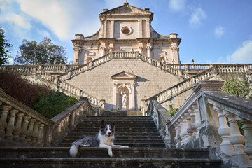 A Border Collie dog rests gracefully on the steps of a grand stone staircase leading to an ornate...