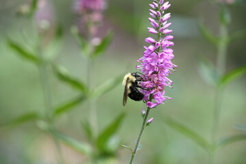 A bumblebee bee on a purple veronica speedwell flower in a garden