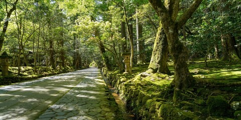 新緑に包まれた境内の情景