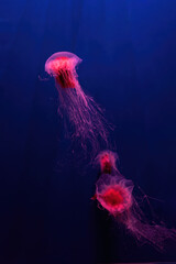 Group of fluorescent lion's mane jellyfish swimming underwater aquarium pool with red neon light.