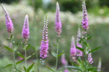 Purple Veronica Speedwell flowers blooming in a garden