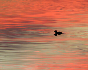 The Silhouette of a Ruddy Duck As the Sun Sets On a Lake in Oklahoma in the Fall