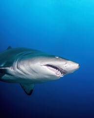 A Sand Tiger Shark Swims Near a Shipwreck in the Out Islands of North Carolina During Summer