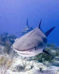 A Tiger Shark and Great Hammerhead Shark Swim Over the Reef at Tiger Beach in the Bahamas