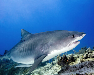 A Large Tiger Shark Swims By at Tiger Beach in the Bahamas