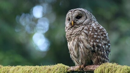 Close up of a barred owl (Strix Varia) looking around for prey while perched on a mossy branch it in the Pacific Northwest rainforest.