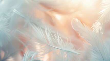 Obraz premium A delicate arrangement of soft white feathers bathed in gentle light, evoking a sense of calm and purity.
