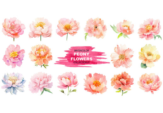 Vector watercolor painted style - peony flowers clipart isolated on white background. Created using Generative AI.
