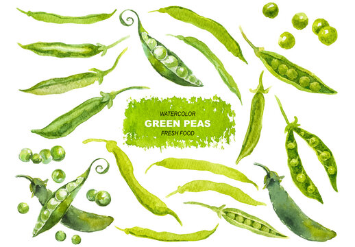 Vector watercolor painted green peas clipart. Hand drawn fresh food design elements isolated on white background.