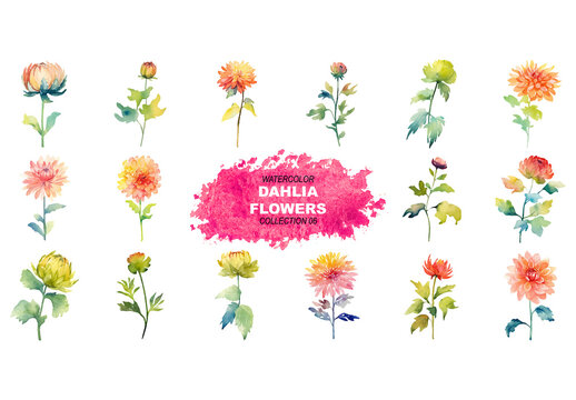Vector watercolor painted style - dahlia flowers clipart isolated on white background. Created using Generative AI.