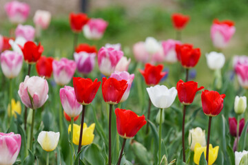 Fototapeta premium カラフルなチューリップ畑