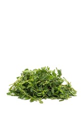 Indian Chickweed Leaves or Gima Shak Isolated on White Background with Copy Space, Also Known as Glinus Oppositifolius, Maitakaduri Shak, Bitte Cumin or Dime Shak