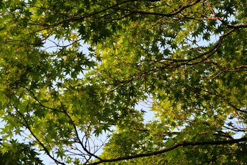 青空に映える新緑のモミジ